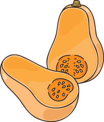 Simple hand drawn cut butternut squash illustration
