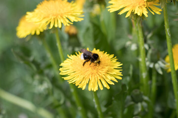 Summer meadow with blooming dandelions. dandelions in clear weather, shallow depth of field.