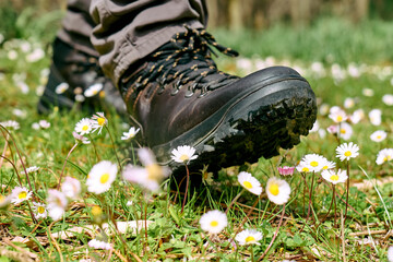 Human foot in mountain shoe tramples white daisies flowers on green field. Environment issue,...