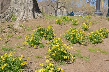 Daffodils bloom in Central Park in spring. New York City
