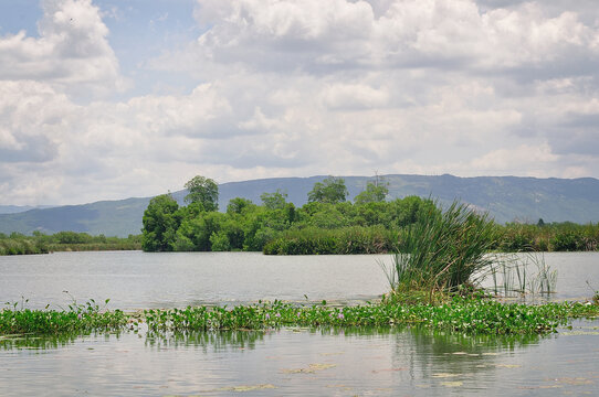 Close-up of a river in a tropical landscape, Jamaica