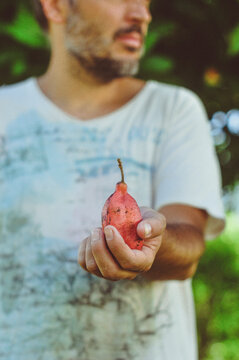 Close-up of a man holding an ackee fruit, Jamaica