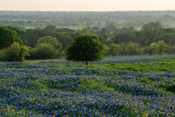 Bluebonnets and Tree