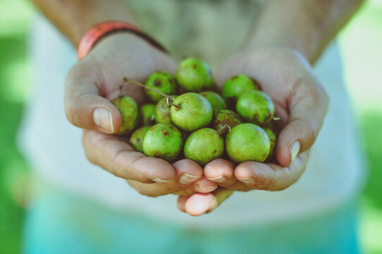 Close-up of a man holding a handful of tropical fruit, Jamaica