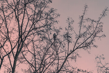 Fototapeta na wymiar Eine Taube in einem Baum im Abendrot