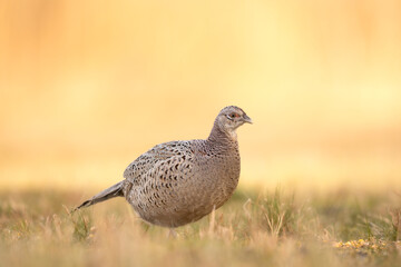 Common pheasant Phasianus colchius Ring-necked pheasant in natural habitat, grassland in early spring