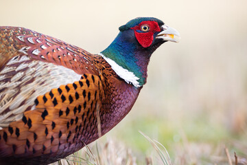 Common pheasant Phasianus colchius Ring-necked pheasant in natural habitat, grassland in early spring