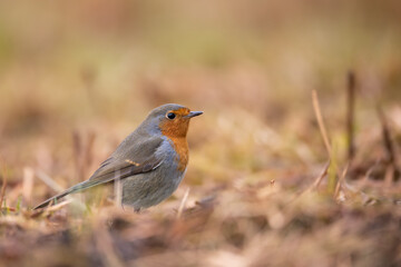 Bird Robin Erithacus rubecula, small bird, spring time in Poland Europe