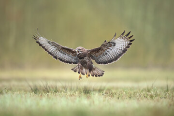 landing Common buzzard Buteo buteo in the fields in winter snow, buzzards in natural habitat, hawk...