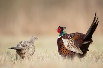 Common pheasant Phasianus colchius Ring-necked pheasant in natural habitat, grassland in early spring