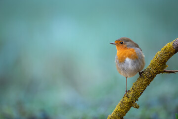 Bird Robin Erithacus rubecula, small bird, spring time in Poland Europe