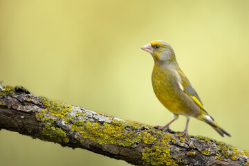 European greenfinch Chloris chloris or common greenfinch songbird small yellow bird on blurry background