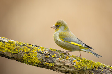 European greenfinch Chloris chloris or common greenfinch songbird small yellow bird on blurry background