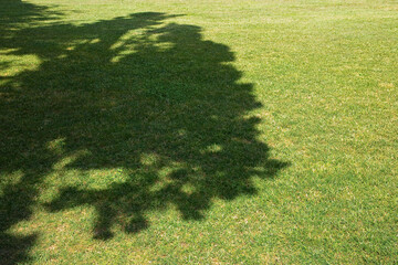 Fresh green meadow with tree shadow