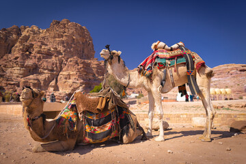 Petra w Jordanii. Wielbłądy na pustyni na tle formacji skalnej i błękitnego, bezchmurnego nieba. 
