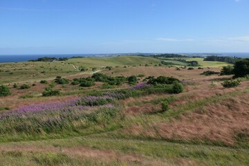 Obraz premium Beautiful view of green landscape with bushes and flowers under the clear sky