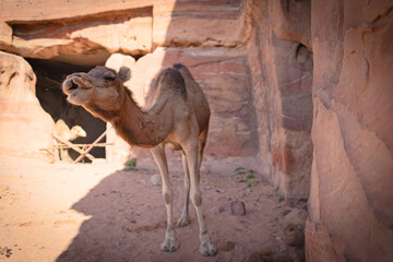Petra w Jordanii. Wielbłąd z bliskiej odległości przy pustynnej skale.