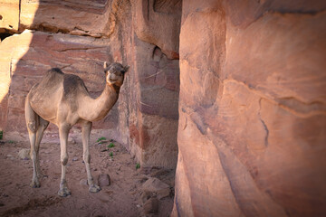Petra w Jordanii. Wielbłąd z bliskiej odległości przy pustynnej skale.