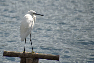 Riserva Capo Peloro- Ganzirri Messina