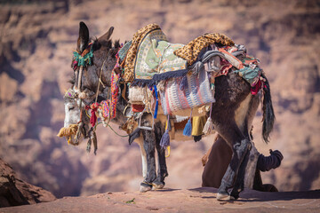 Petra w Jordanii. Osły na tle pustynnych gór.