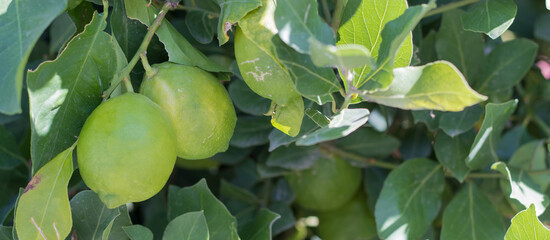 Green limes on a tree close-up. Lime is a hybrid citrus fruit. Llamas are an excellent source of vitamin C. citrus tree.