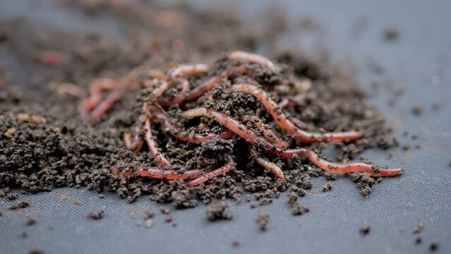 Close up Crawling Red Earthworms in Black Soil Isolated on Black Background. Slow motion. A group of wriggling earthworms in wet compost. Fishing worms. Red worms Dendrobaena. Loosening fertile soil.