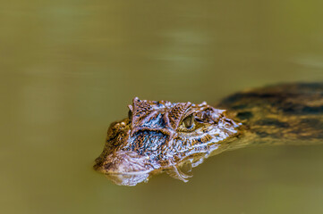 A view of the head of a Caiman surfacing in a tributary to the Tortuguero River in Costa Rica during the dry season