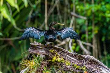 A view of a Darter bird drying its wings above the Tortuguero River in Costa Rica during the dry season
