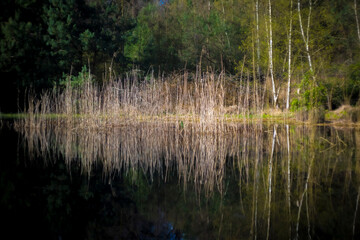 Reed field with reflection in a pond in a forest.