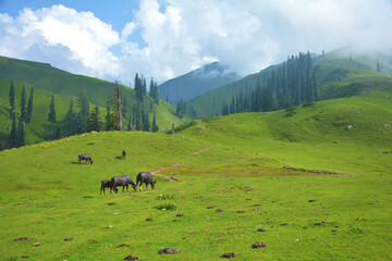 Northern Areas  Green Mountain Peak, Blue Sky with with Buffalos and Tall trees