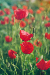 Fototapeta premium Blooming delicate poppies. The beauty of the earth, bright spring flowers with selective blur, soft focus, vertical frame for smartphone, concept design or postcard about the beauty of nature and life