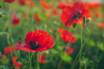 Naklejka premium Red poppies blooming in a clearing, beautiful spring flowers with selective blur, soft focus, red flower design about the beauty of the surrounding world, bright warm spring