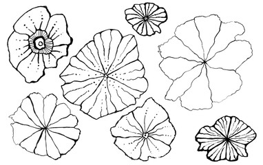 Flowers of different sizes and shapes. Drawn by curved lines with a black outline on a white background.

