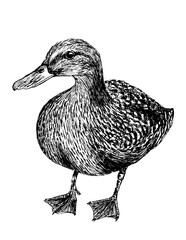 Domestic Duck farm bird animal ink hand drawing isolated on white background 