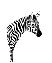 Fototapeta na wymiar Zebra ink hand drawing isolated on white background 
