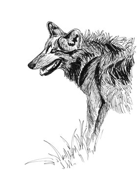 Wolf portrait. Ink illustration hunting animal outside 
