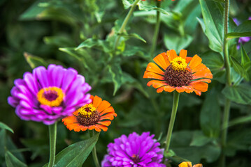 Julie's Nursery With Chickens and Plants