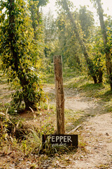 Pfeffer Pflanze Anbau auf einer Pfefferfarm im Sonnenlicht im Sommer mit einem Schild Pepperfarm - obrazy, fototapety, plakaty