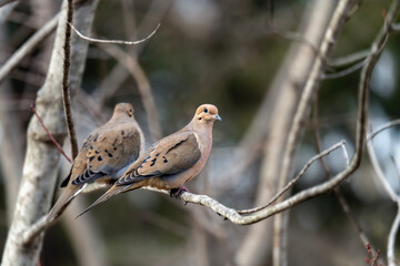 Two morning doves