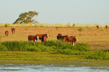 Corrientes Humedales.