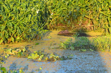 Corrientes Humedales.
