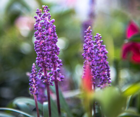 Julie's Nursery With Chickens and Plants