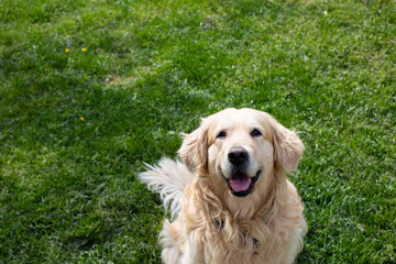 Funny Golden Retriever smiling