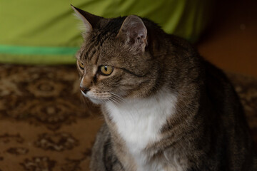 Adult gray cat close-up sitting on the carpet