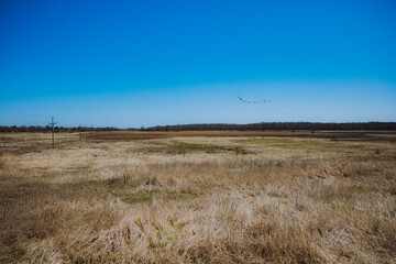 Obraz premium Birds in flight over field