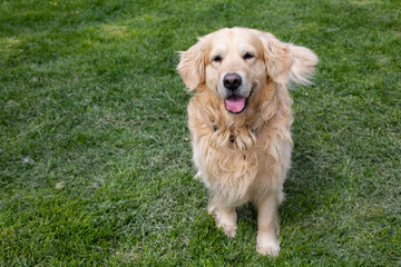 Funny Golden Retriever smiling