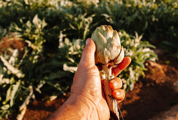 Pov of man hand holding fresh artichoke directly from the farm field workplace. Alternative job agriculture lifestyle. Farmer looking artichoke quality. Concept of natural and healthy lifestyle people