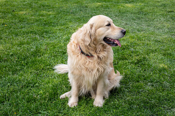 Funny Golden Retriever smiling