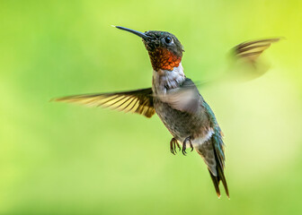 Ruby throated hummingbird 