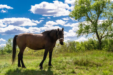 Beautiful wild brown horse stallion on summer flower meadow